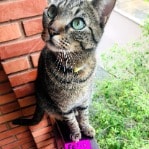 Kiwi (unfortunately living in Brazil at the moment) 