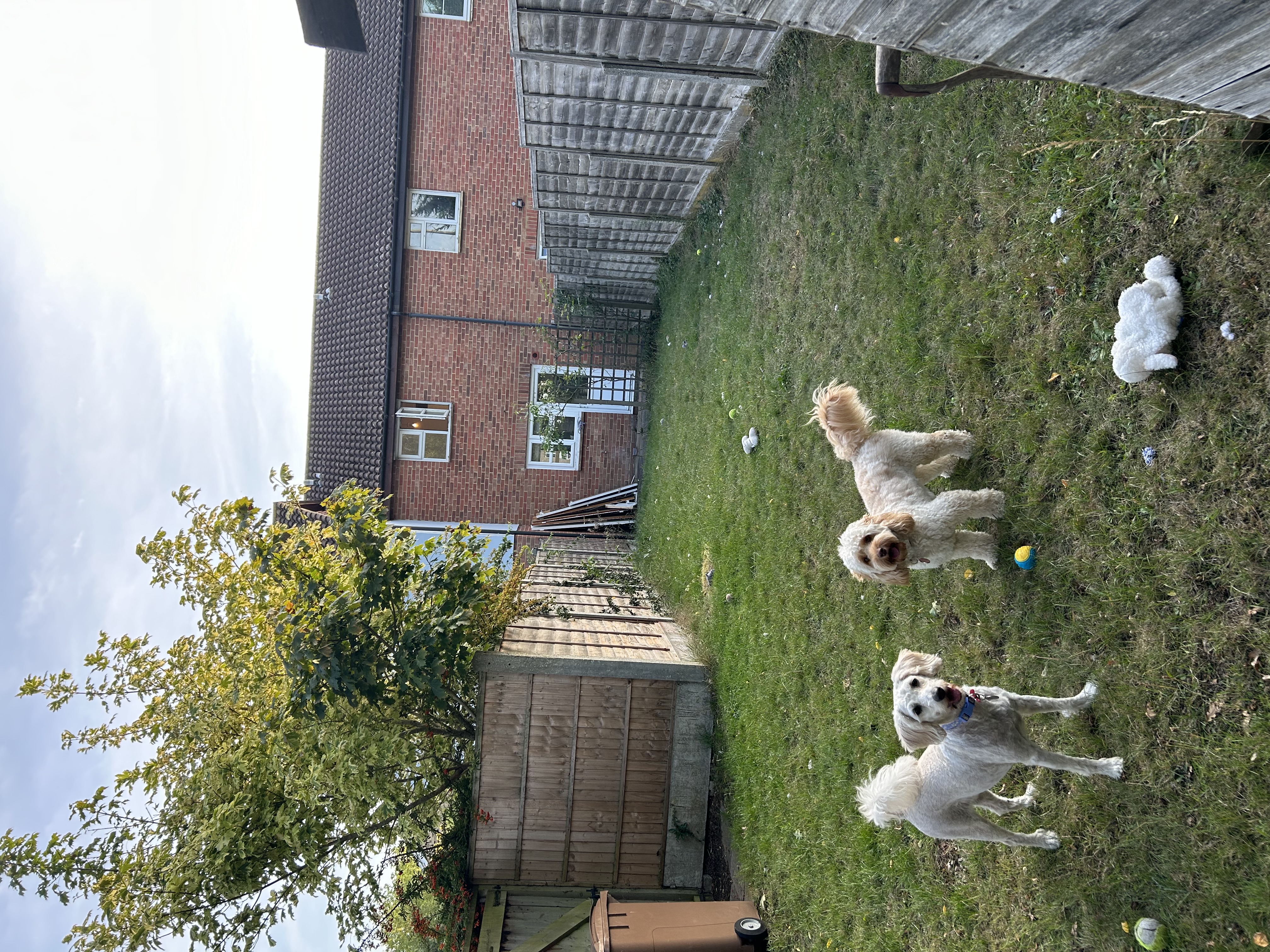 image-11