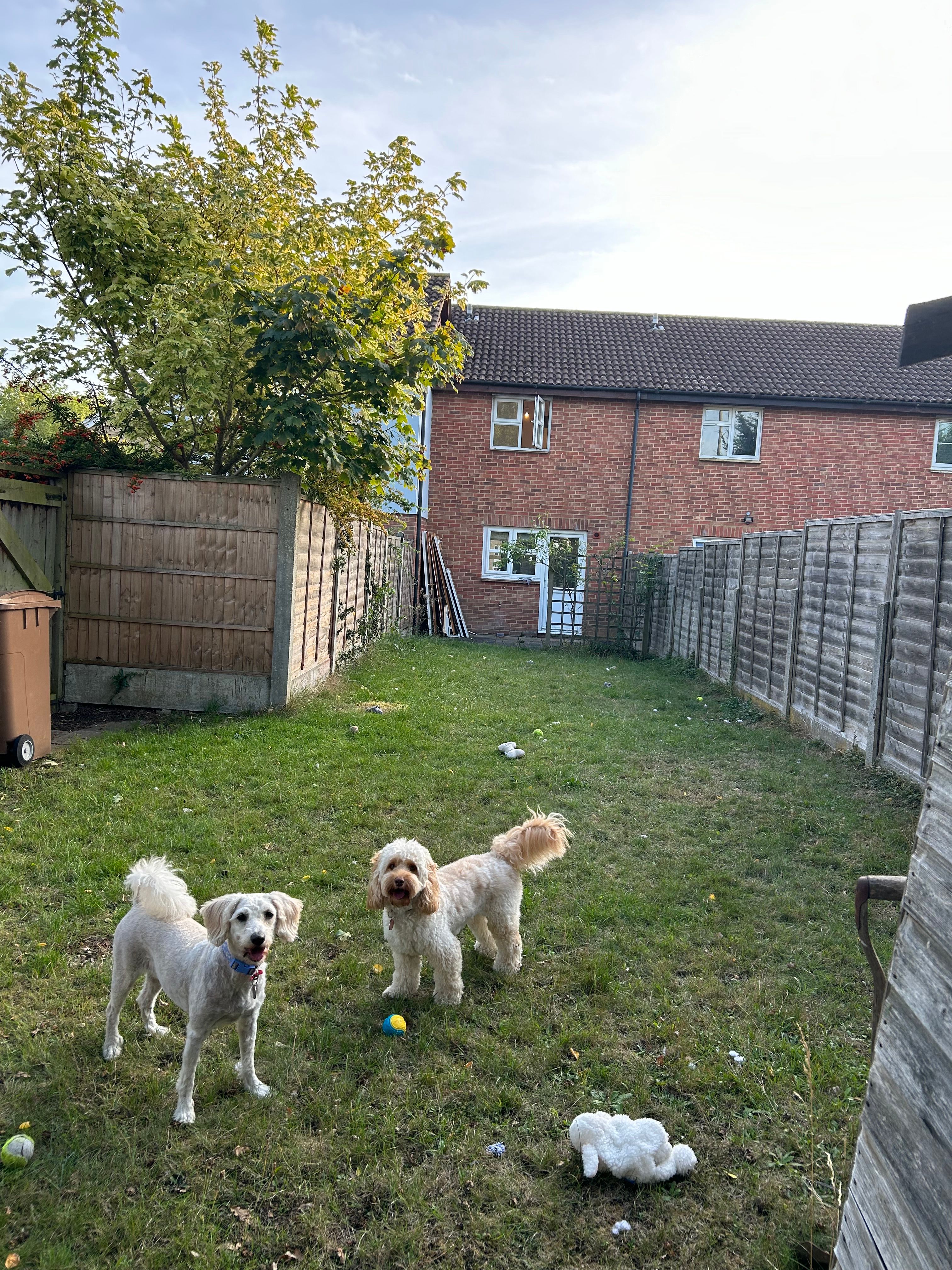 image-11