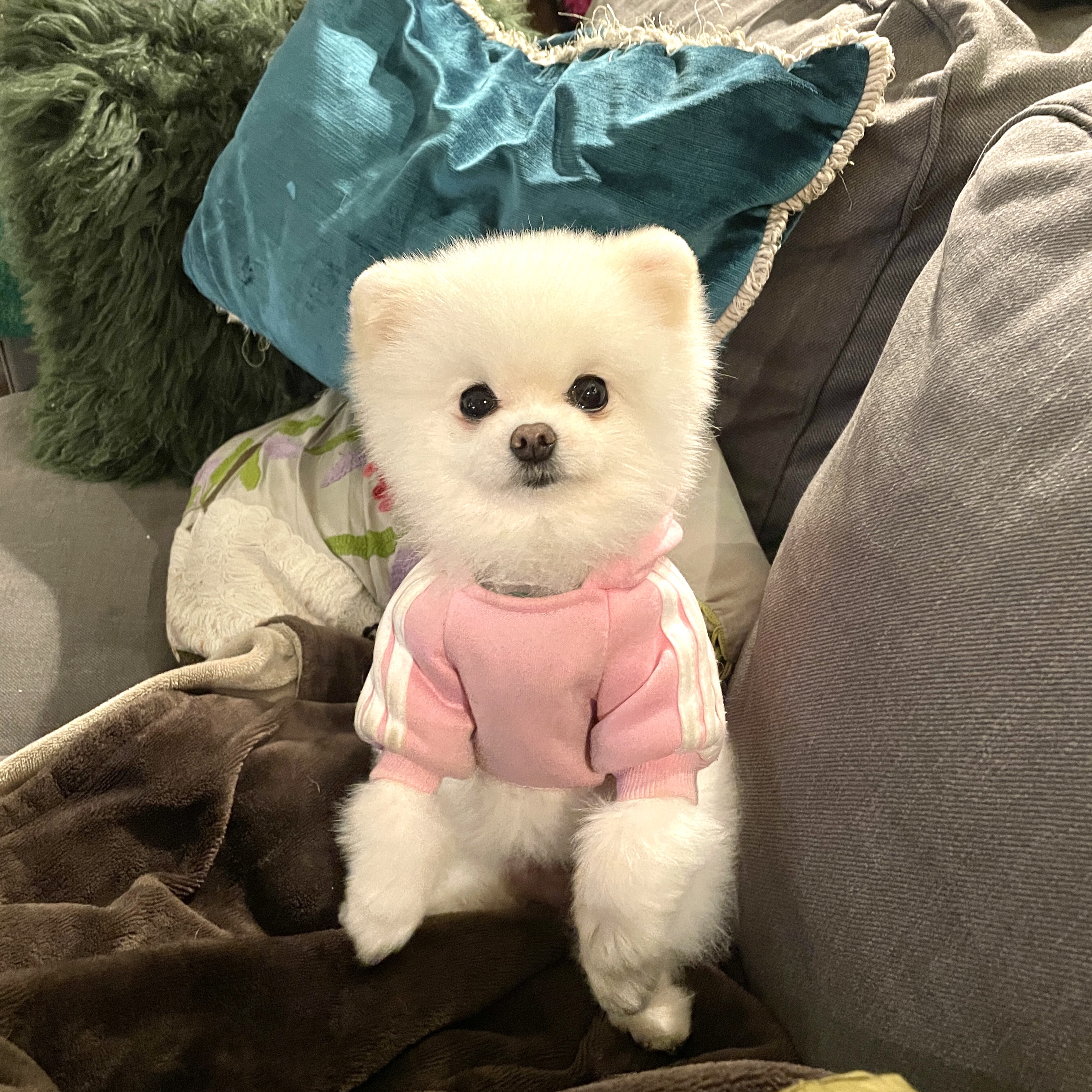 Mochi