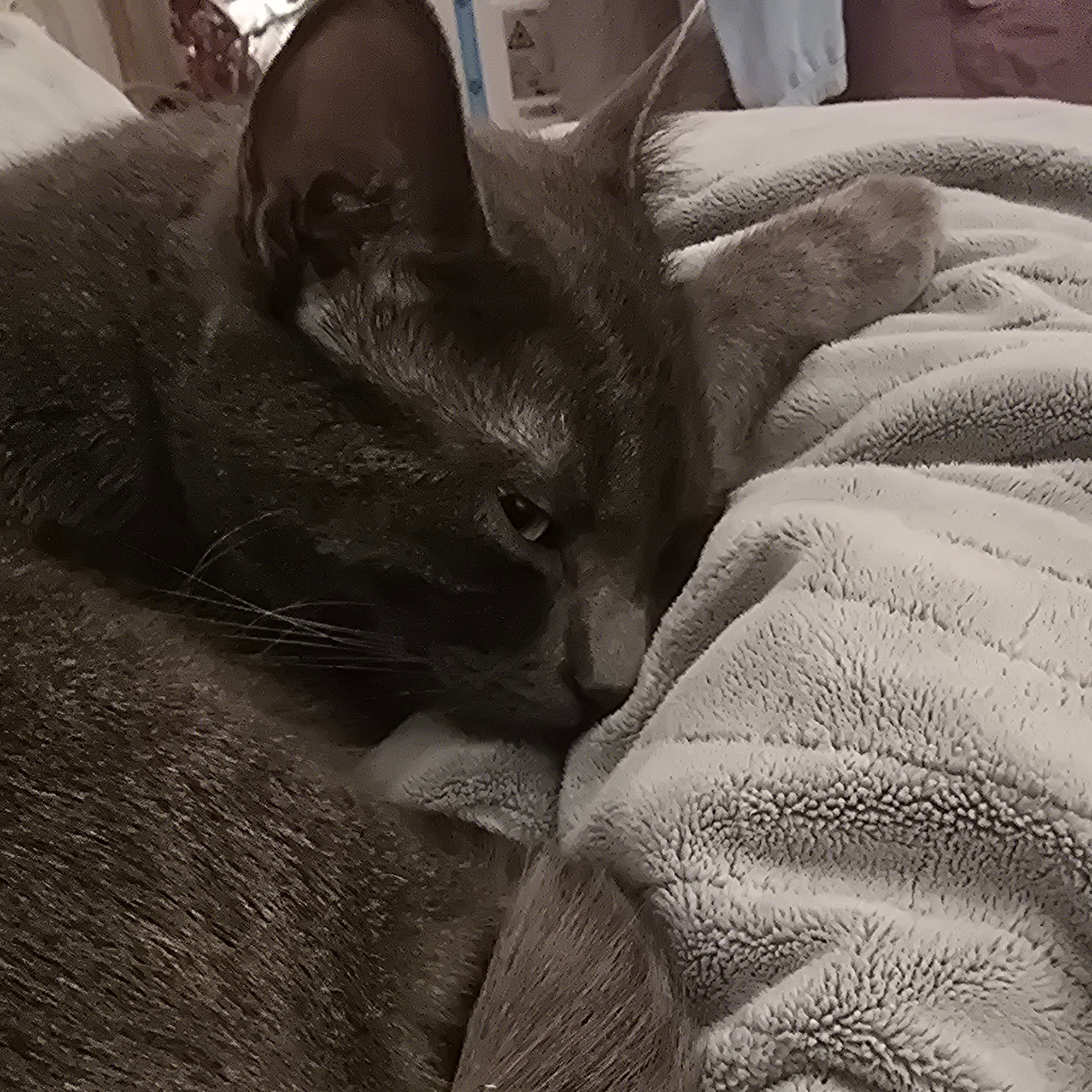 Tina