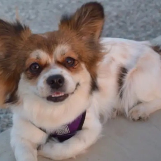 Lola