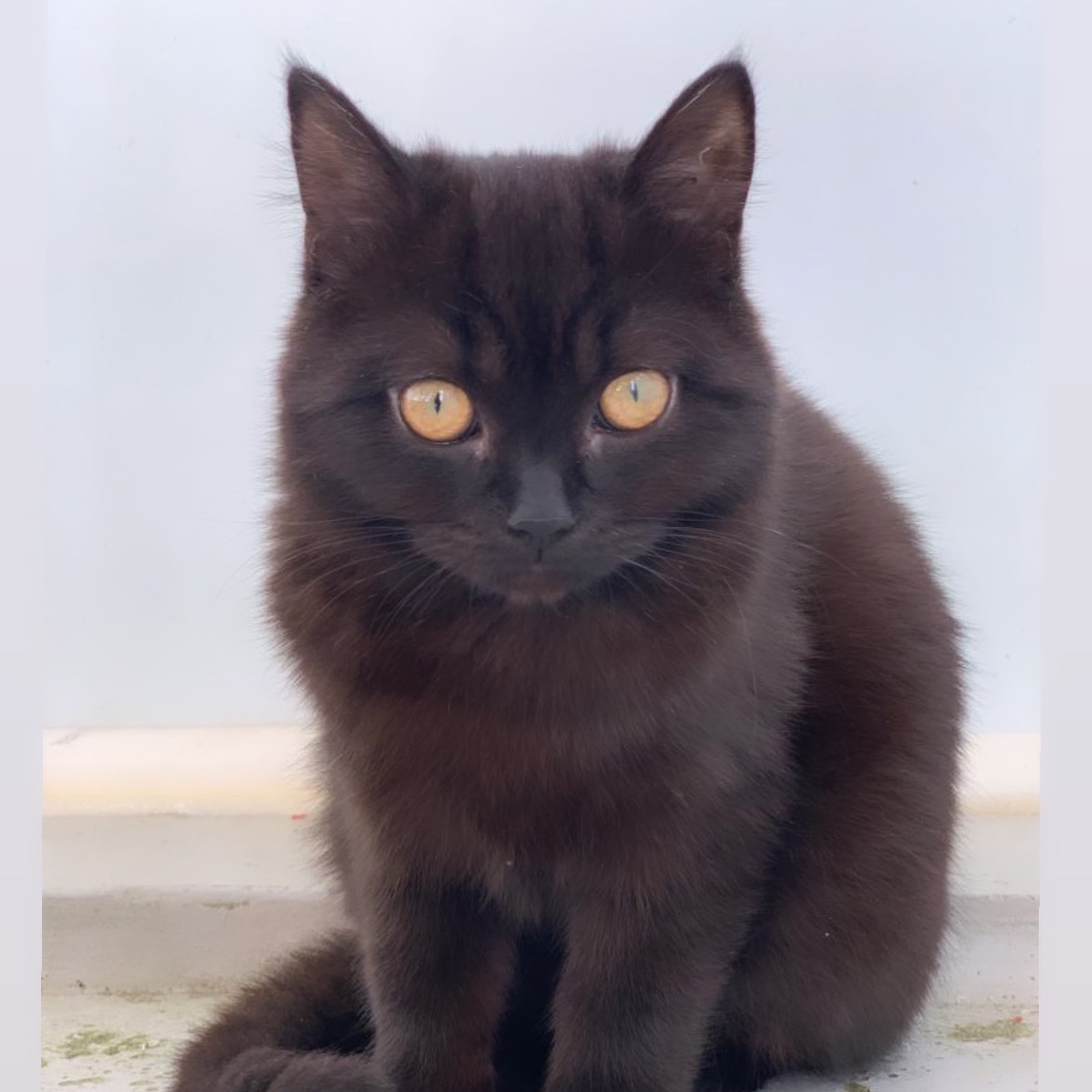 Luna