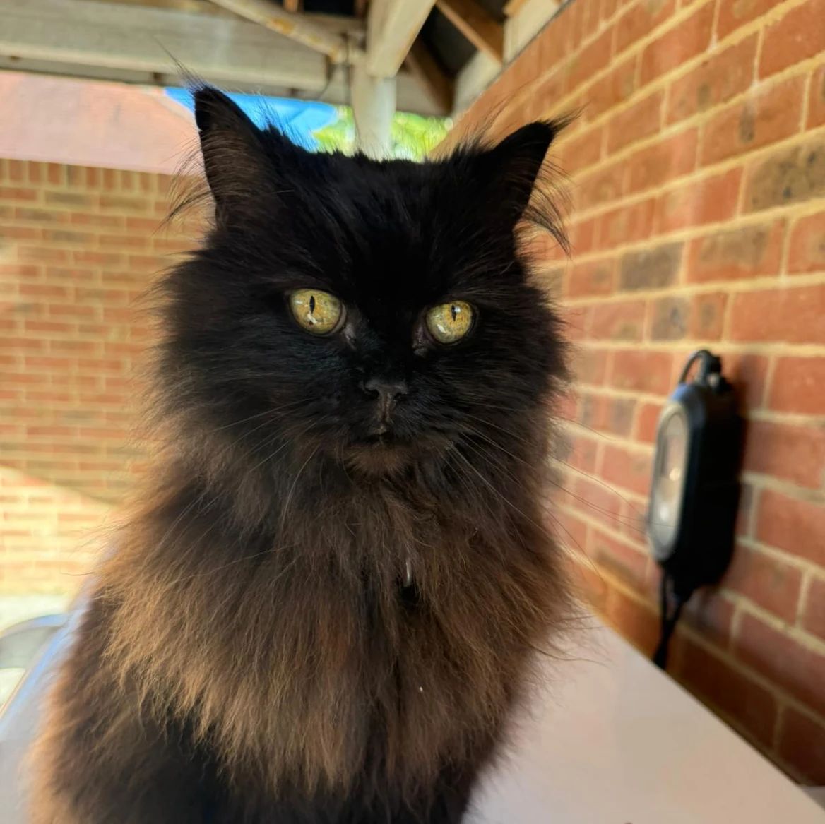 Gracie