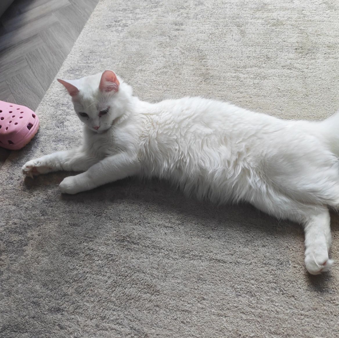 Wilbur