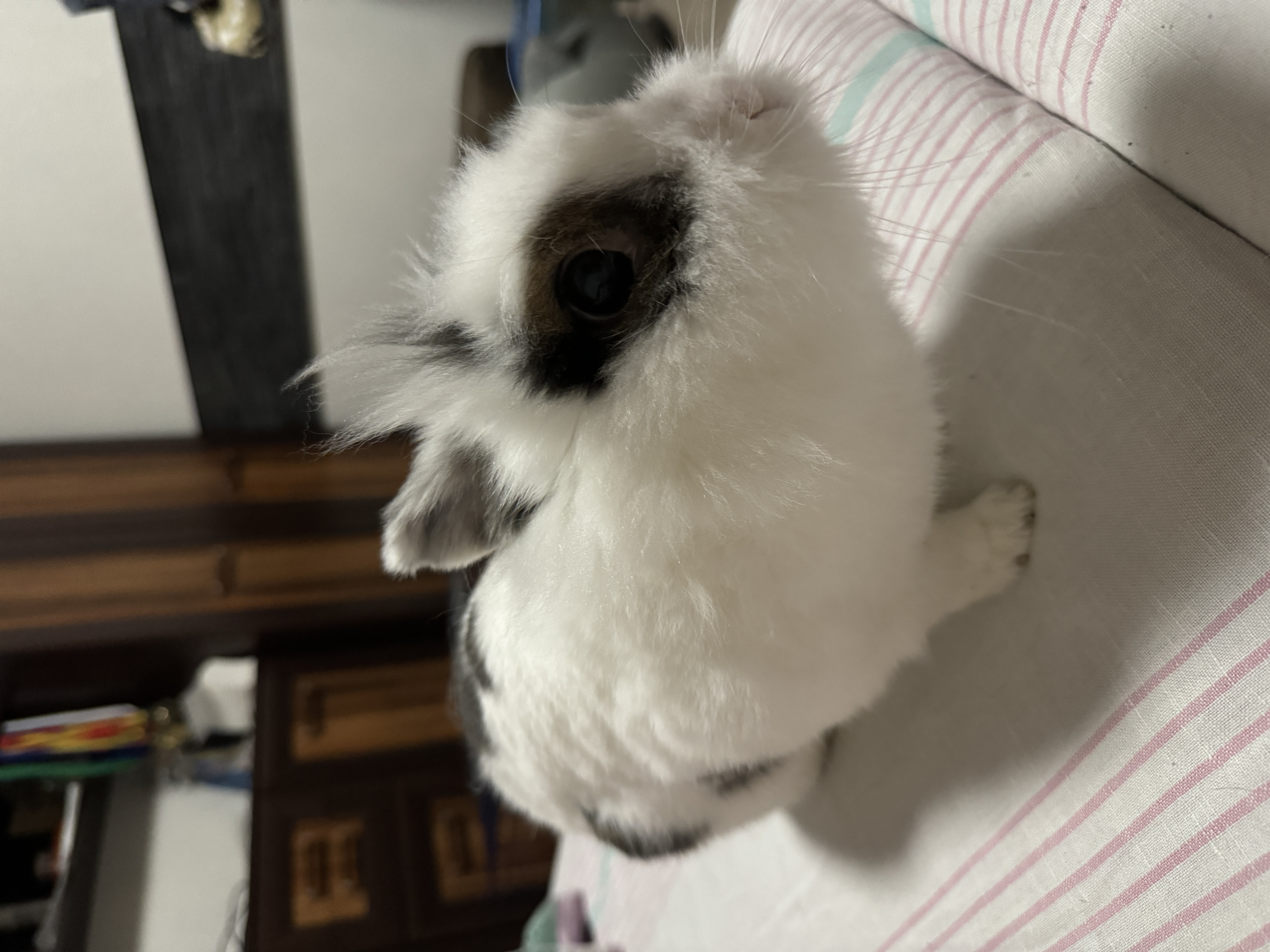 image-10