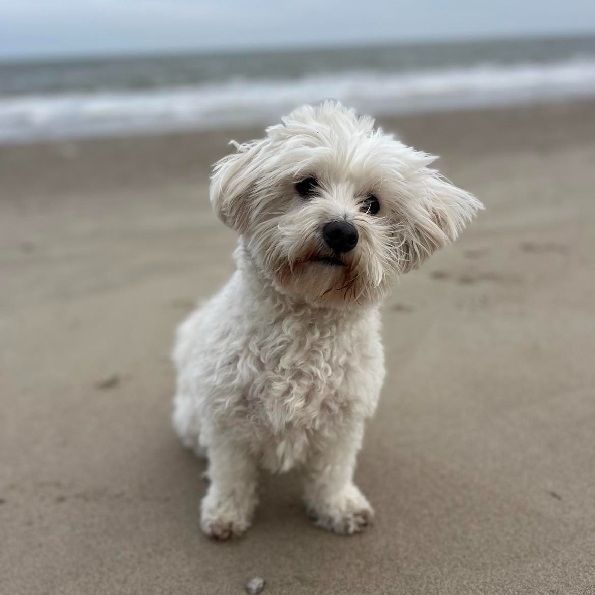 Bowie