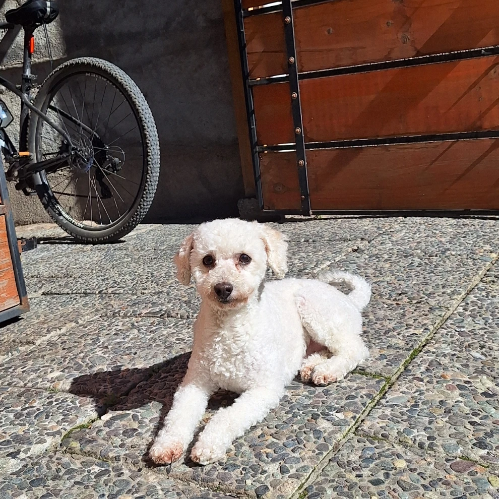 Max