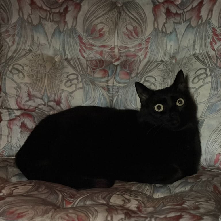 Nova