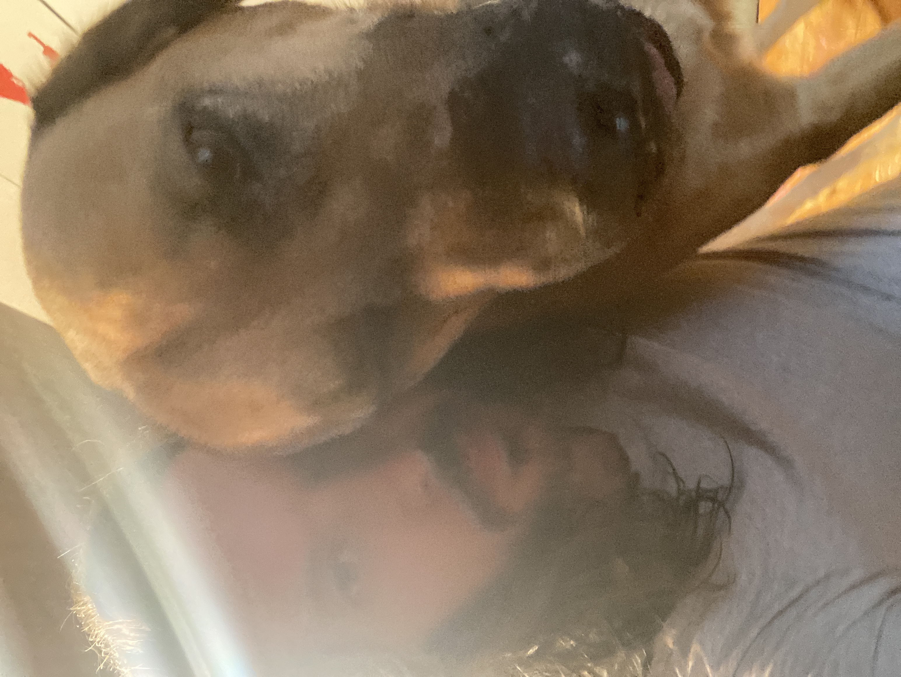 image-4