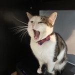 Tobias