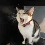 Tobias