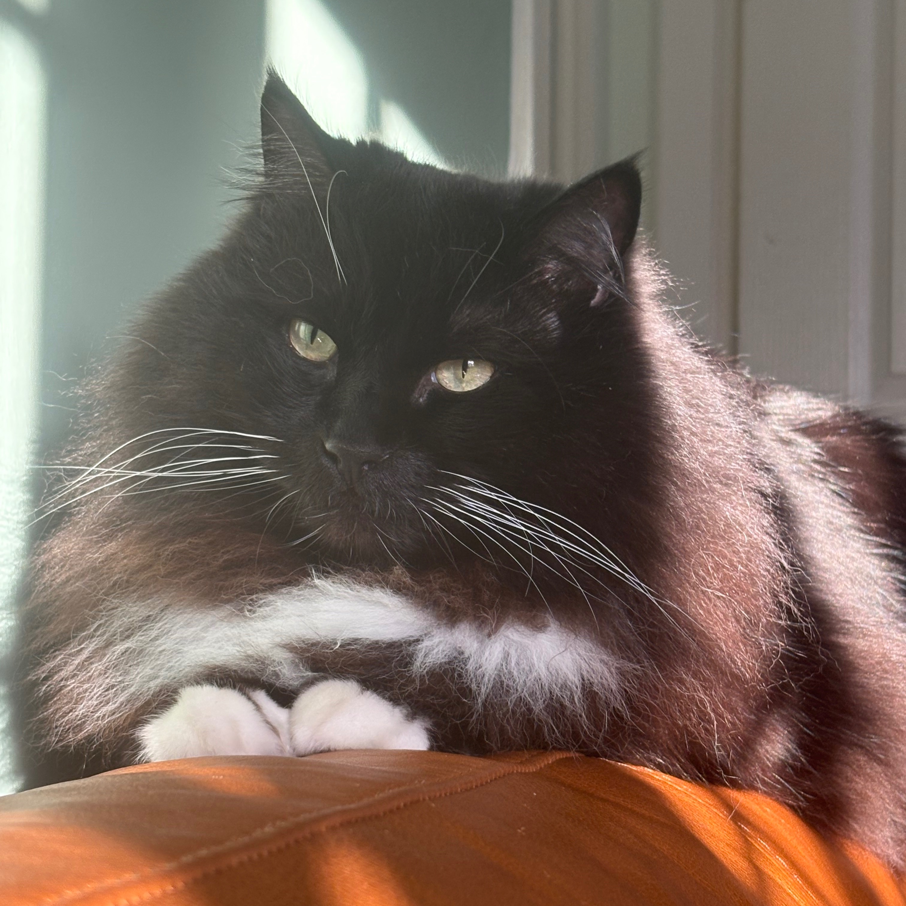 Dusty