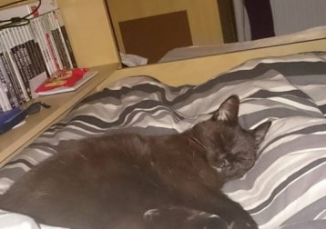 Oscar