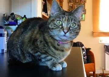 Willow