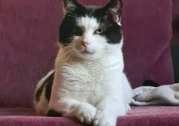 Bortus