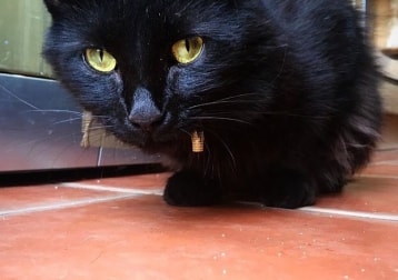 Boris