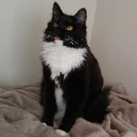 Pippa