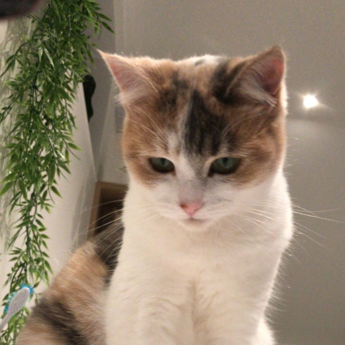 Misa