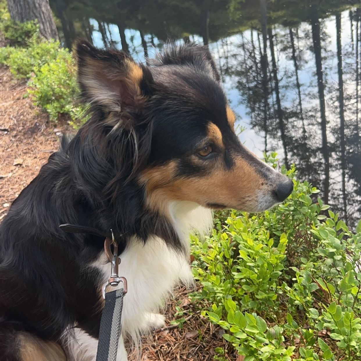 Nova