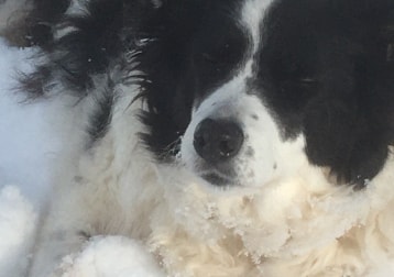 Smudge now departed