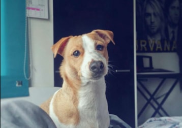 Archie