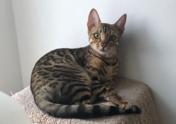 Wanda