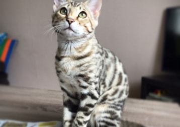 Logan