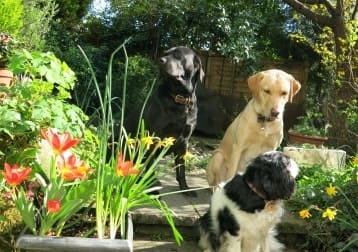Elsa, Sunny And Rosie