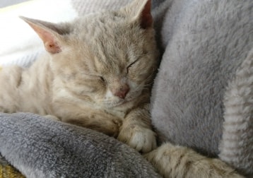 Teddy