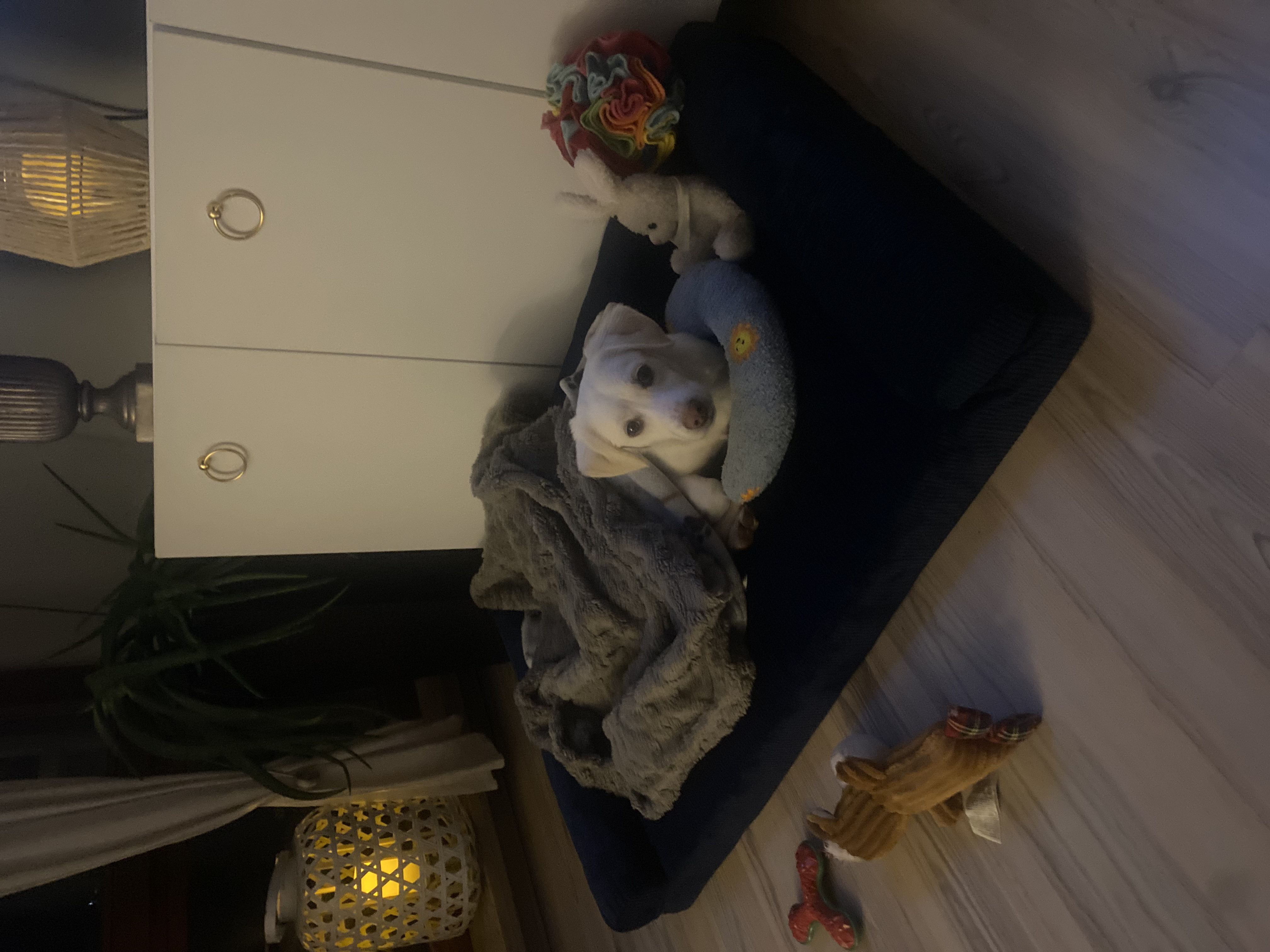 image-20