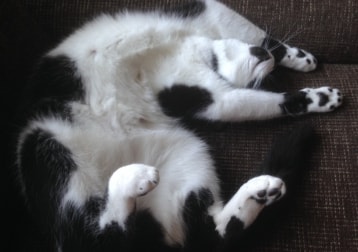 Putte