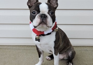 Bowser