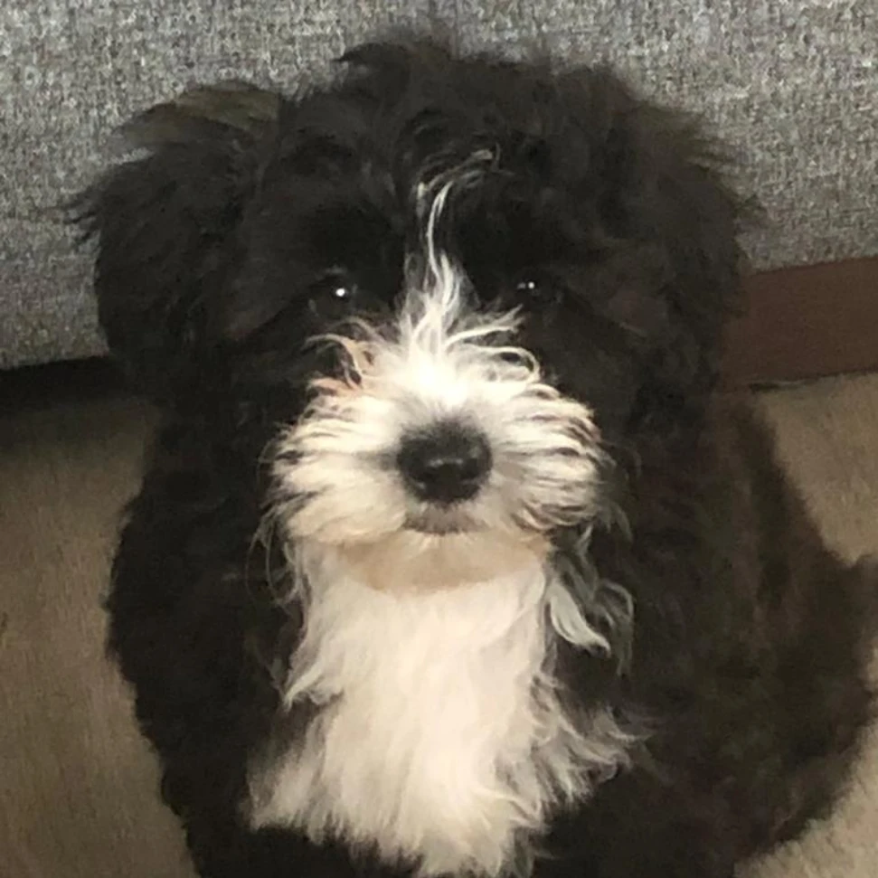 Molly