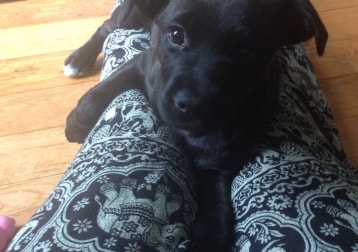 Pepper