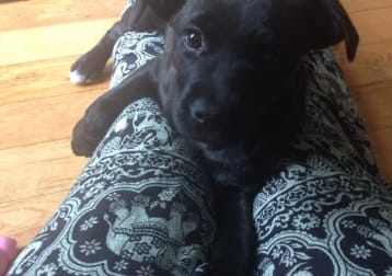 Pepper