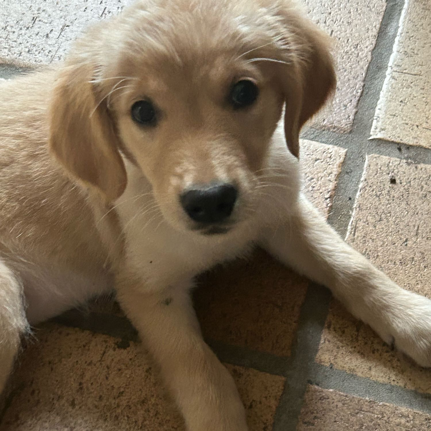 Daisy