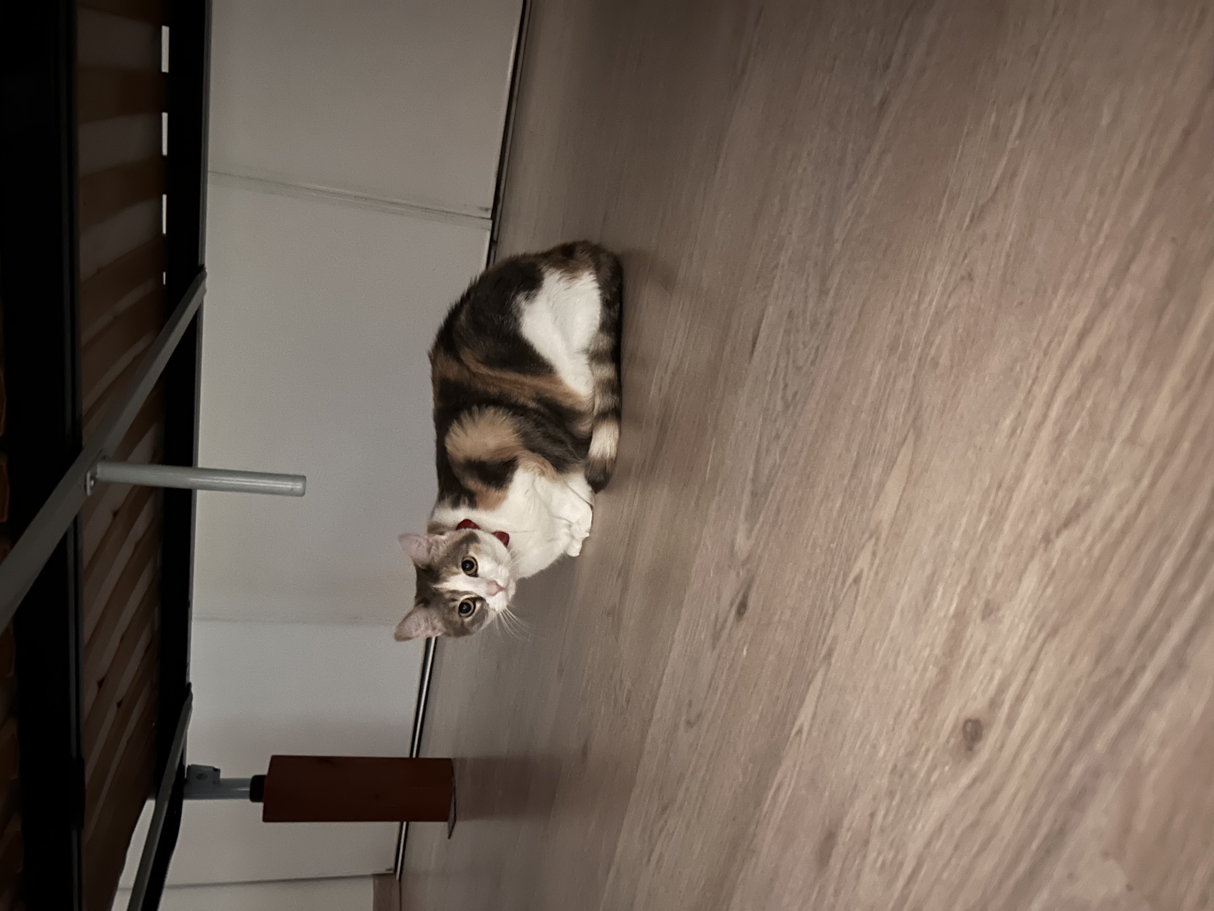 image-11