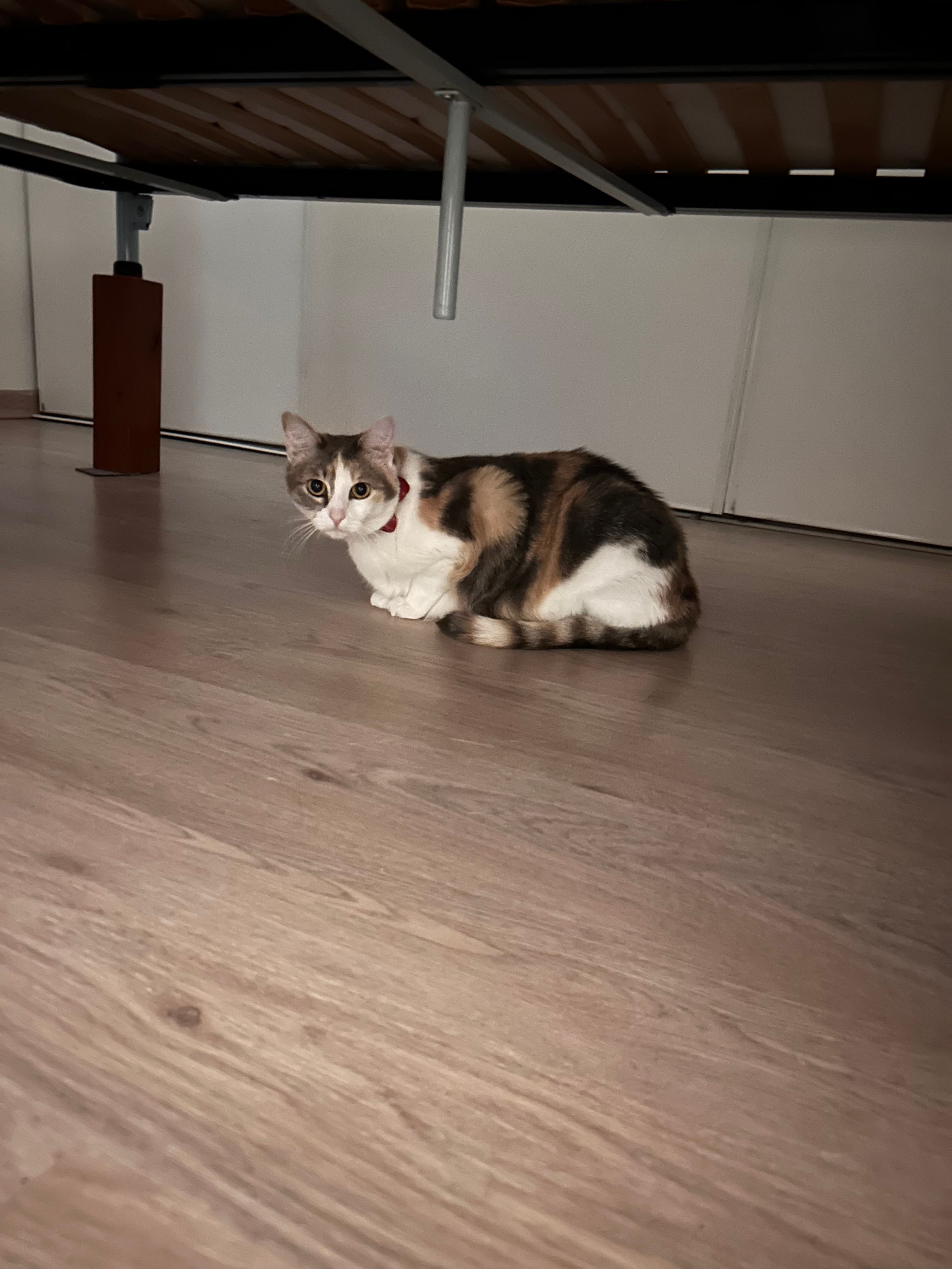 image-11