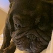 Gizmo