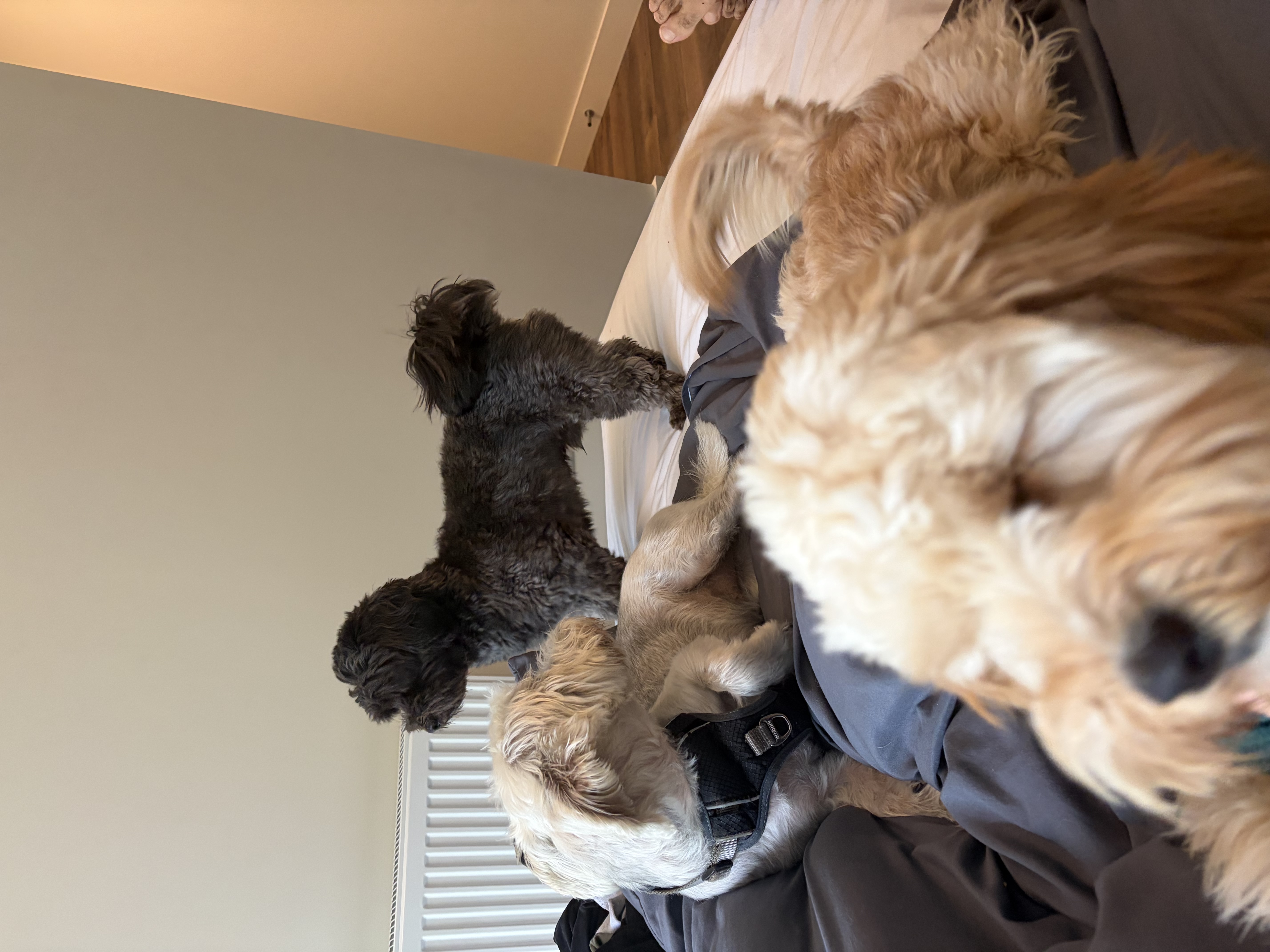 image-9