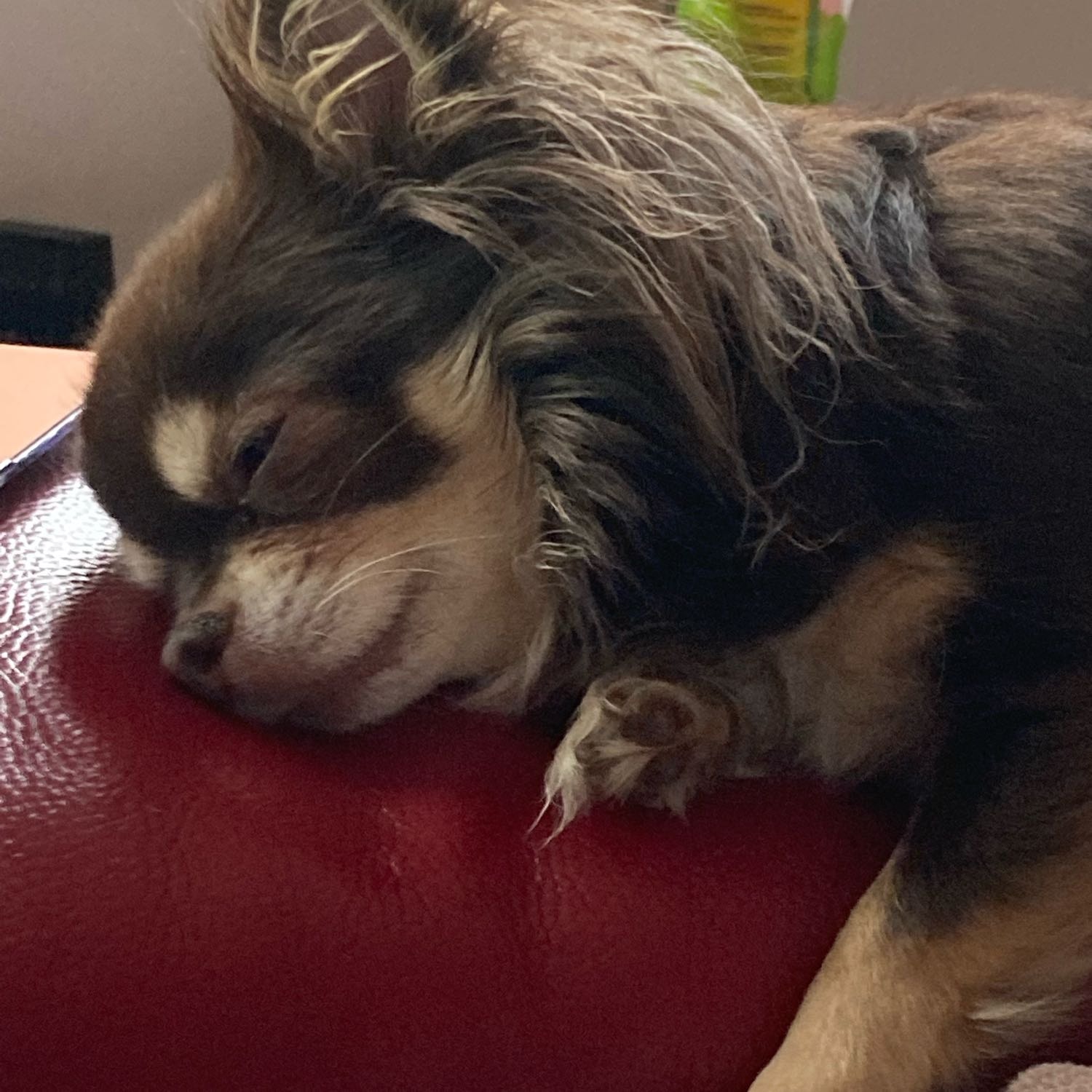 Chichi