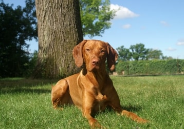 Samu
