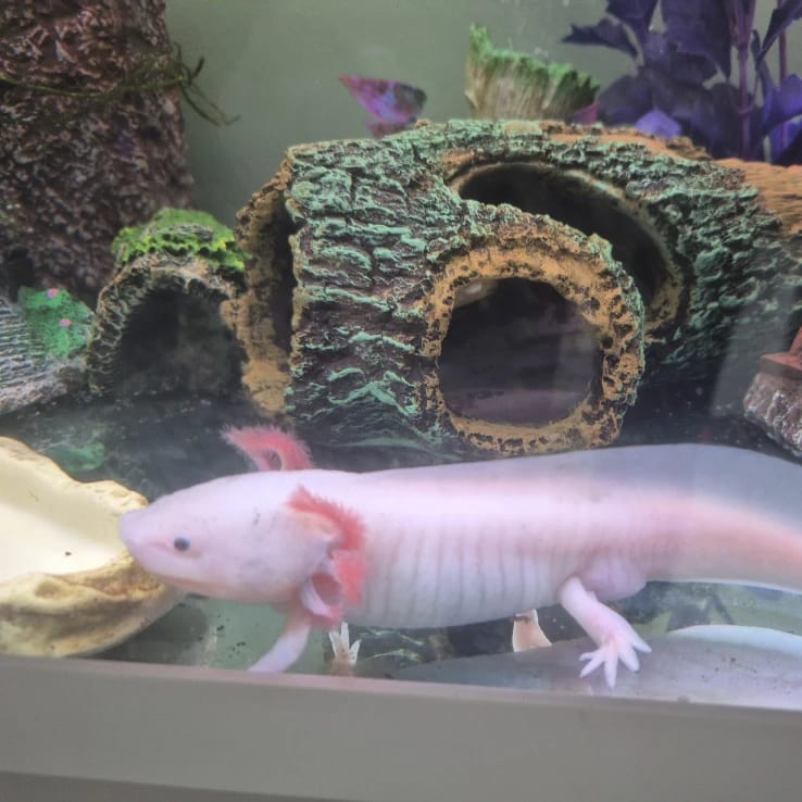 axolotl