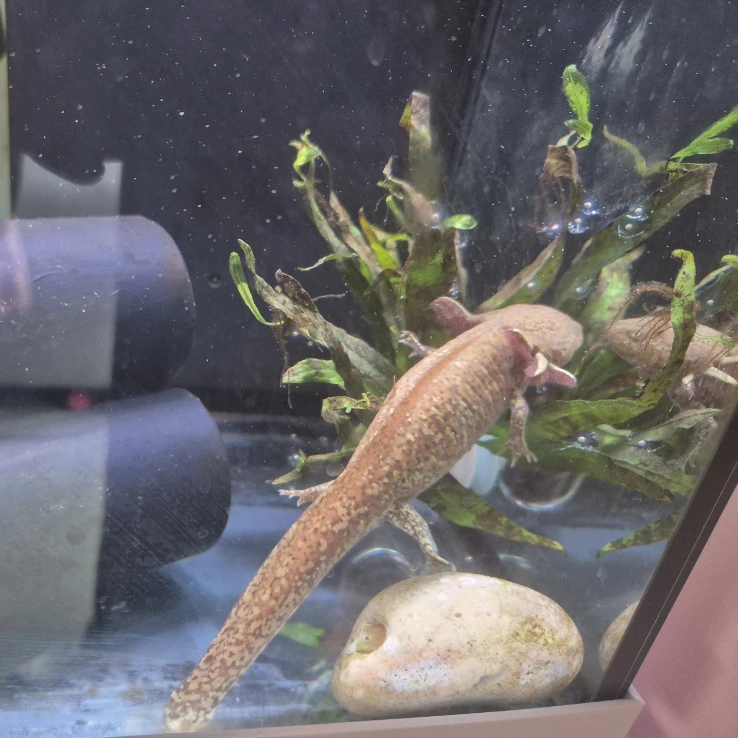 Axolotl 