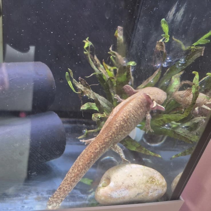 Axolotl