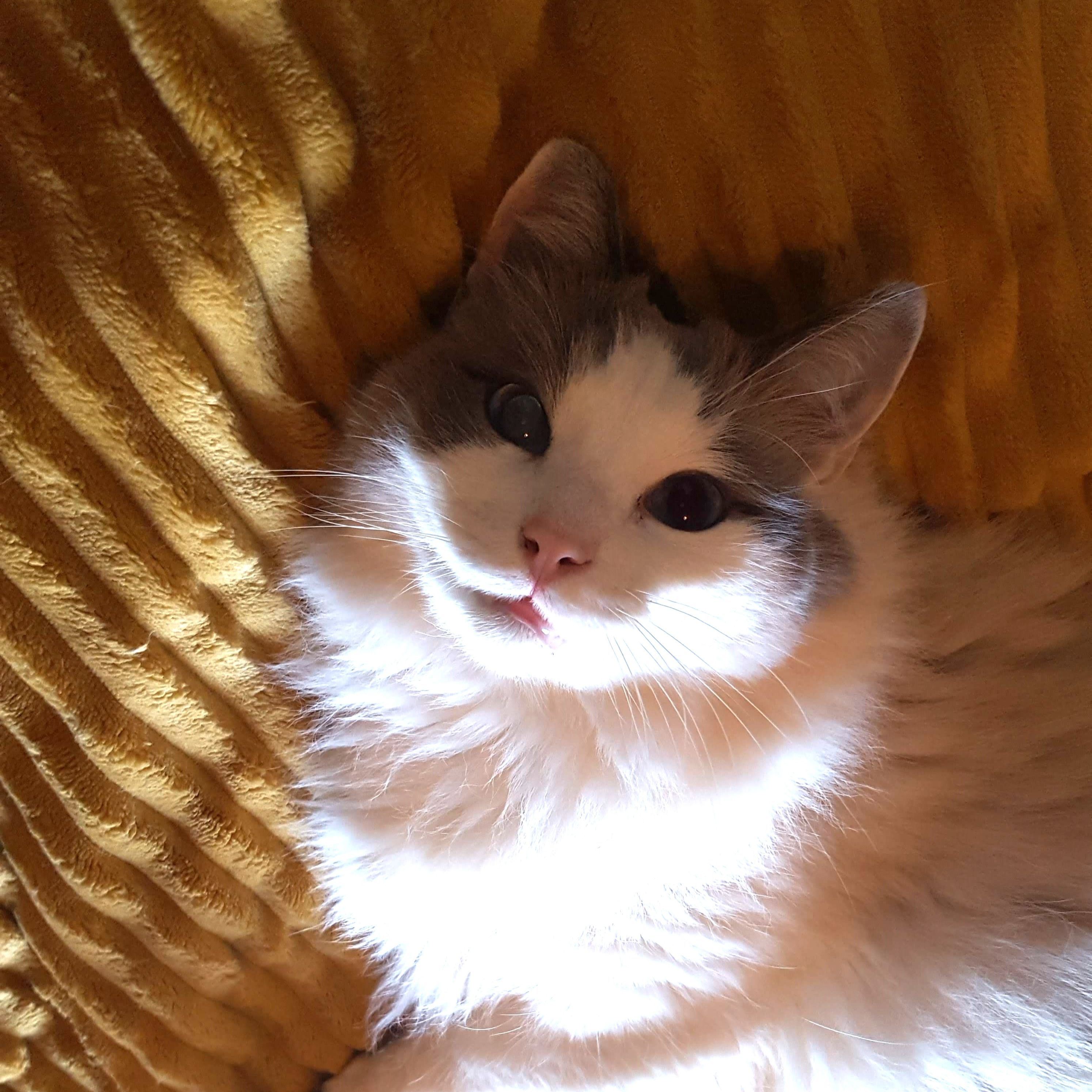 Gizmo