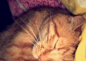 Niilo