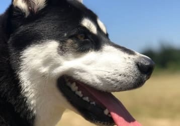 Kaia