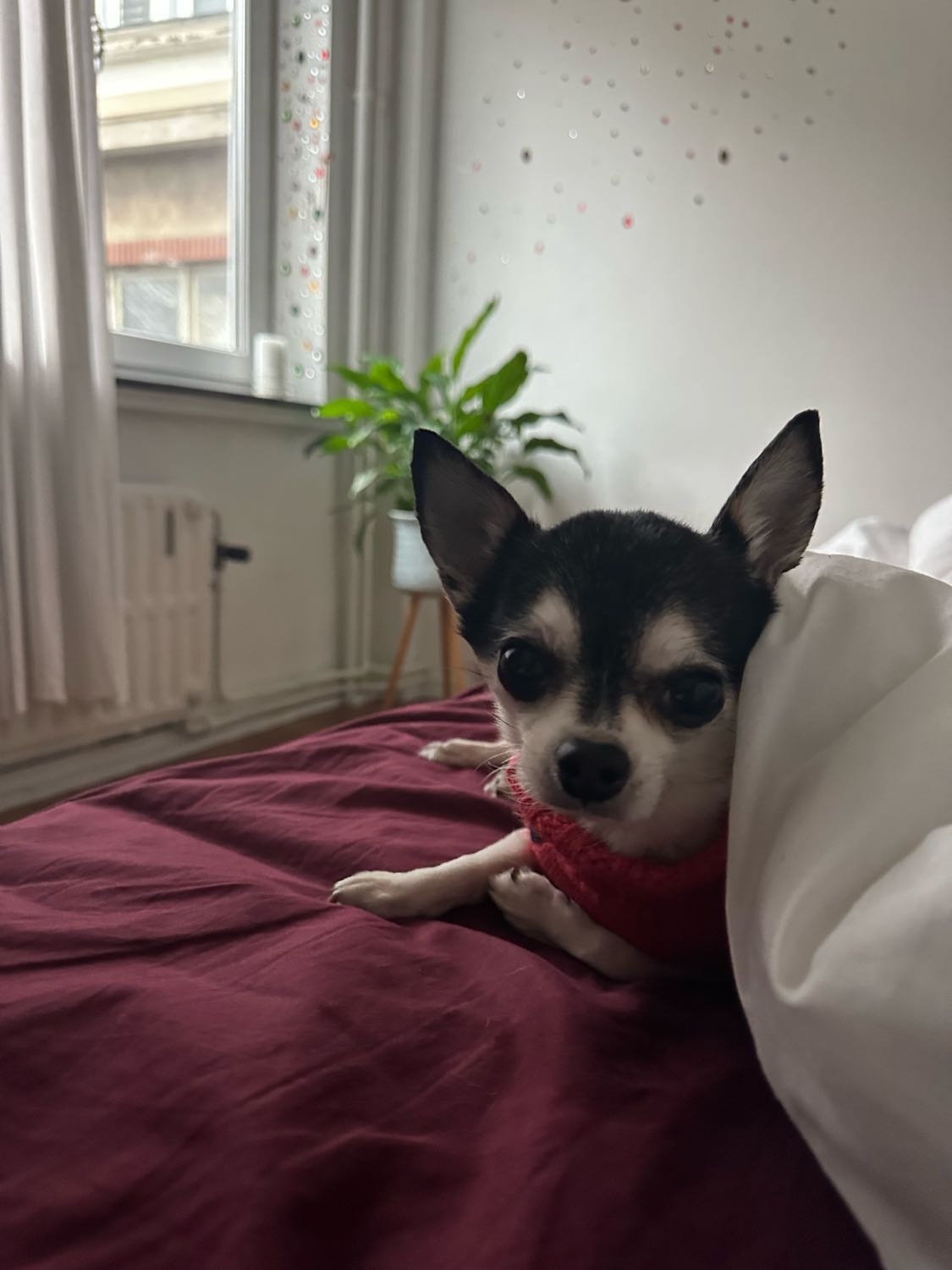 image-8